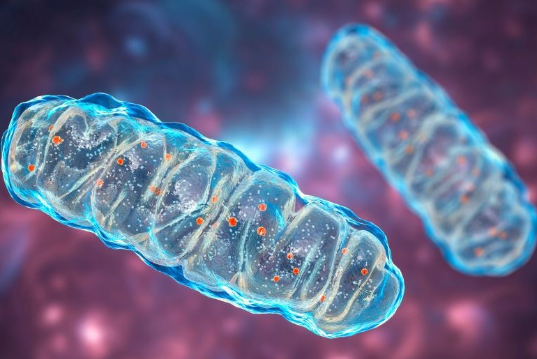Mikroskopische Darstellung zweier blau leuchtender Mitochondrien mit orangefarbenen Punkten im Inneren auf rosa Hintergrund.