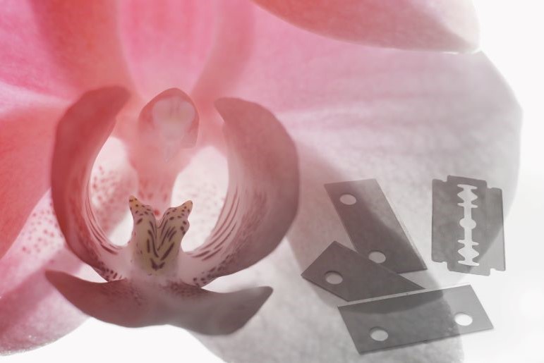 Orchideenblüte neben Rasierklingen symbolisiert weibliche Genitalverstümmelung. Kontrast zwischen Schönheit und Gewalt.