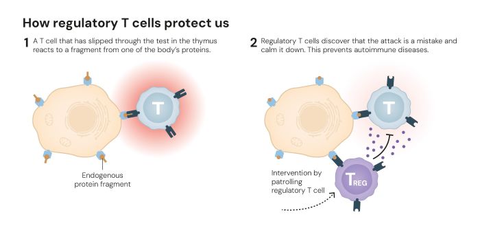 © The Nobel Committee for Physiology or Medicine. Ill. Mattias Karlén