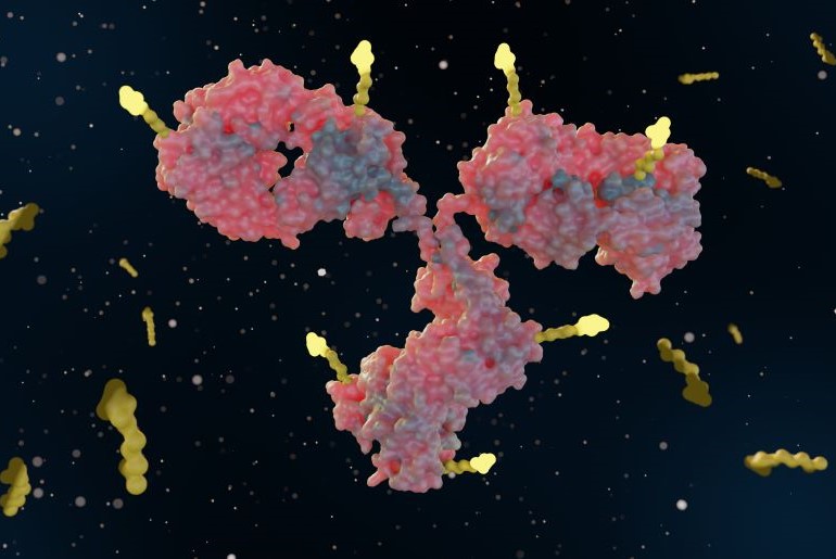 3D-Darstellung eines Antikörpers mit gelben Bindungsstellen, Symbol für Immunabwehr und Biotechnologie.