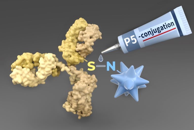 Illustration der P5-Konjugationstechnologie als molekularer Klebstoff zur Herstellung von Antikörper-Wirkstoff-Konjugaten (ADCs) für klinische Studien gegen Krebs.